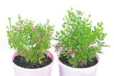 Boronia crenulata Pink Passion