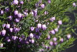 Boronia heterophylla Blue Waves