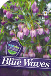 Boronia heterophylla Blue Waves