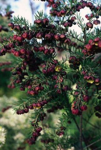 Boronia megastigma