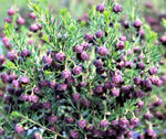 Boronia megastigma Heaven Scent