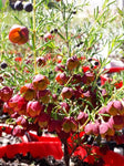 Boronia megastigma Jack McGuires Red