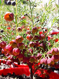 Boronia megastigma Jack McGuires Red