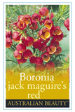 Boronia megastigma Jack McGuires Red