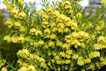 Boronia megastigma Lutea