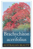 Brachychiton acerifolius