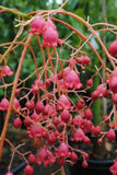 Brachychiton pop. X acer. Bella Pink (grafted)