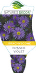 Brachyscome Brasco Violet