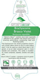 Brachyscome Brasco Violet