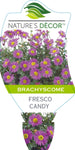 Brachyscome Fresco Candy