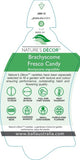 Brachyscome Fresco Candy