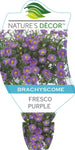 Brachyscome Fresco Purple