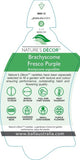 Brachyscome Fresco Purple