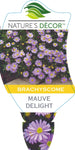 Brachyscome Mauve Delight