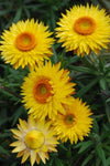 Bracteantha Daisy Fields Gold