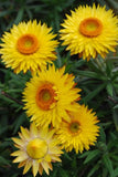 Bracteantha Daisy Fields Gold