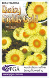 Bracteantha Daisy Fields Gold