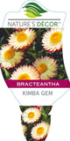 Bracteantha Kimba Gem