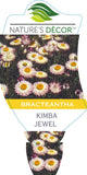 Bracteantha Kimba Jewel