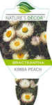 Bracteantha Kimba Peach