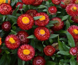 Bracteantha Mohave Dark Red