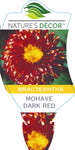 Bracteantha Mohave Dark Red