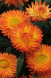 Bracteantha Mohave Orange