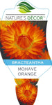 Bracteantha Mohave Orange