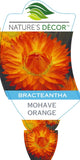 Bracteantha Mohave Orange