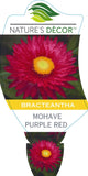 Bracteantha Mohave Purple Red