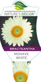 Bracteantha Mohave White