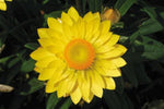 Bracteantha Mohave Yellow