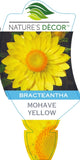 Bracteantha Mohave Yellow