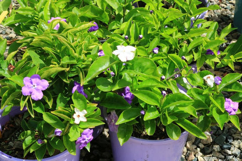 Brunfelsia latifolia