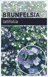 Brunfelsia latifolia