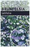 Brunfelsia latifolia