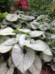 Brunnera Silver Heart