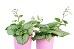 Brunnera Silver Heart