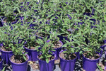 Buddleja Black Knight