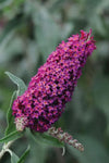 Buddleja Blaze Pink