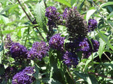 Buddleja Buzz Midnight