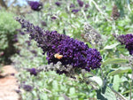 Buddleja Buzz Midnight