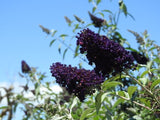 Buddleja Buzz Midnight