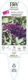 Buddleja Buzz Midnight