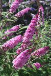 Buddleja Buzz Soft Pink