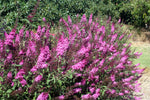 Buddleja Buzz Soft Pink