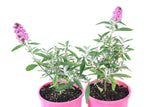 Buddleja Buzz Soft Pink