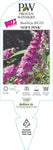 Buddleja Buzz Soft Pink