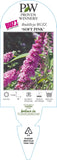 Buddleja Buzz Soft Pink