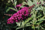 Buddleja Buzz Velvet